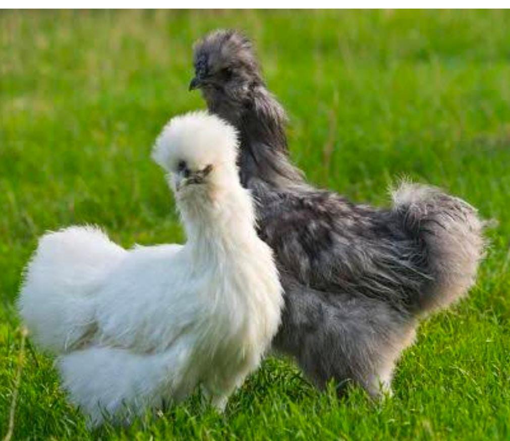 Fancy Chicks